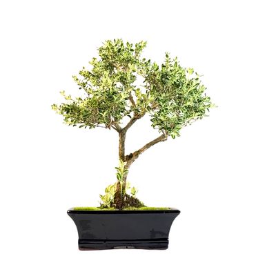 Bonsai Buntlaubige Serissa P20
