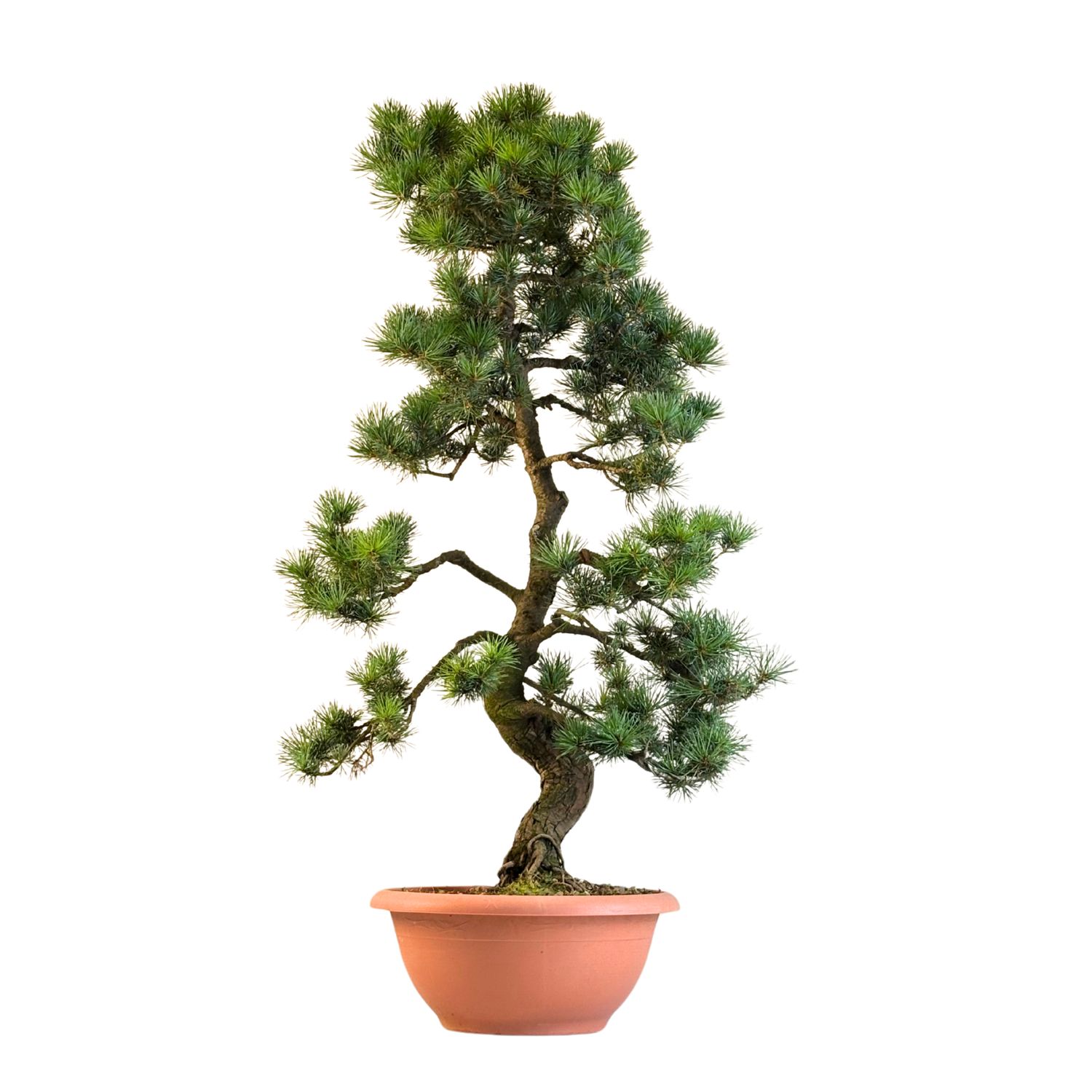 Japan Weißer Kiefer Bonsai Pinus P20 BD02