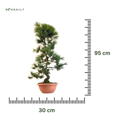 Japan Weißer Kiefer Bonsai Pinus P30