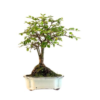 Chinesische Ulmus parvifolia Bonsai P15 ZL01