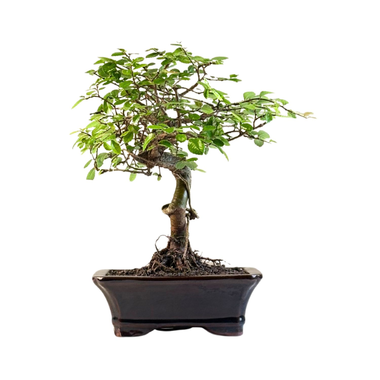 Chinesische Ulmus parvifolia Bonsai P16 ZL02