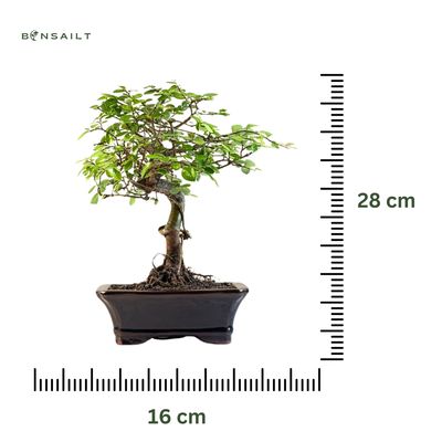 Chinesische Ulmus parvifolia Bonsai P16 ZL02