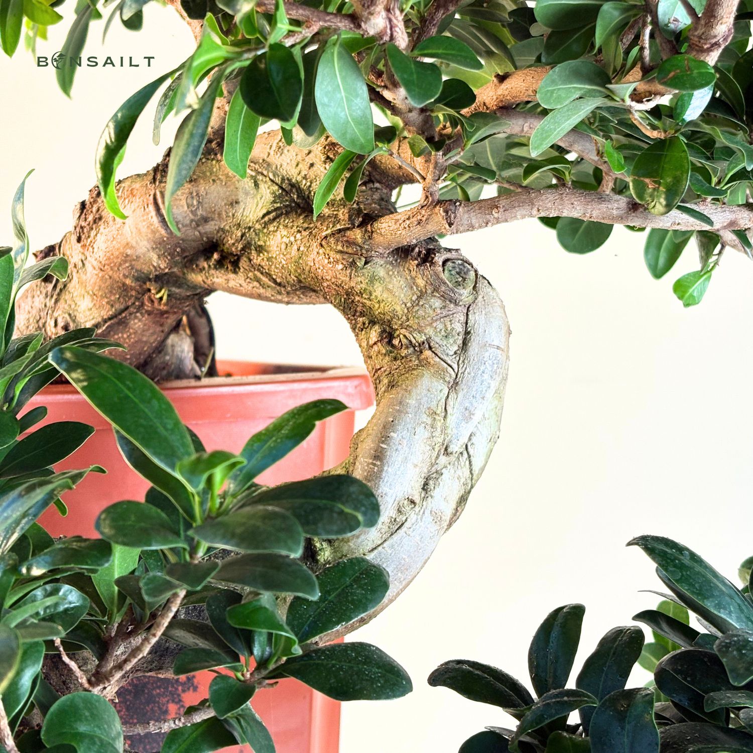 Ficus Bonsai P45 x3 wald