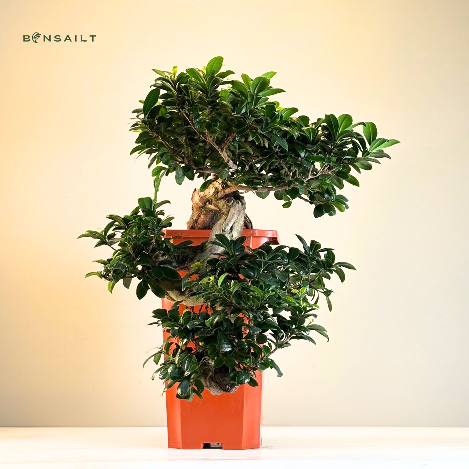 self watering bonsai pot Ficus Bonsai Plant With Self Watering Pot main image 1