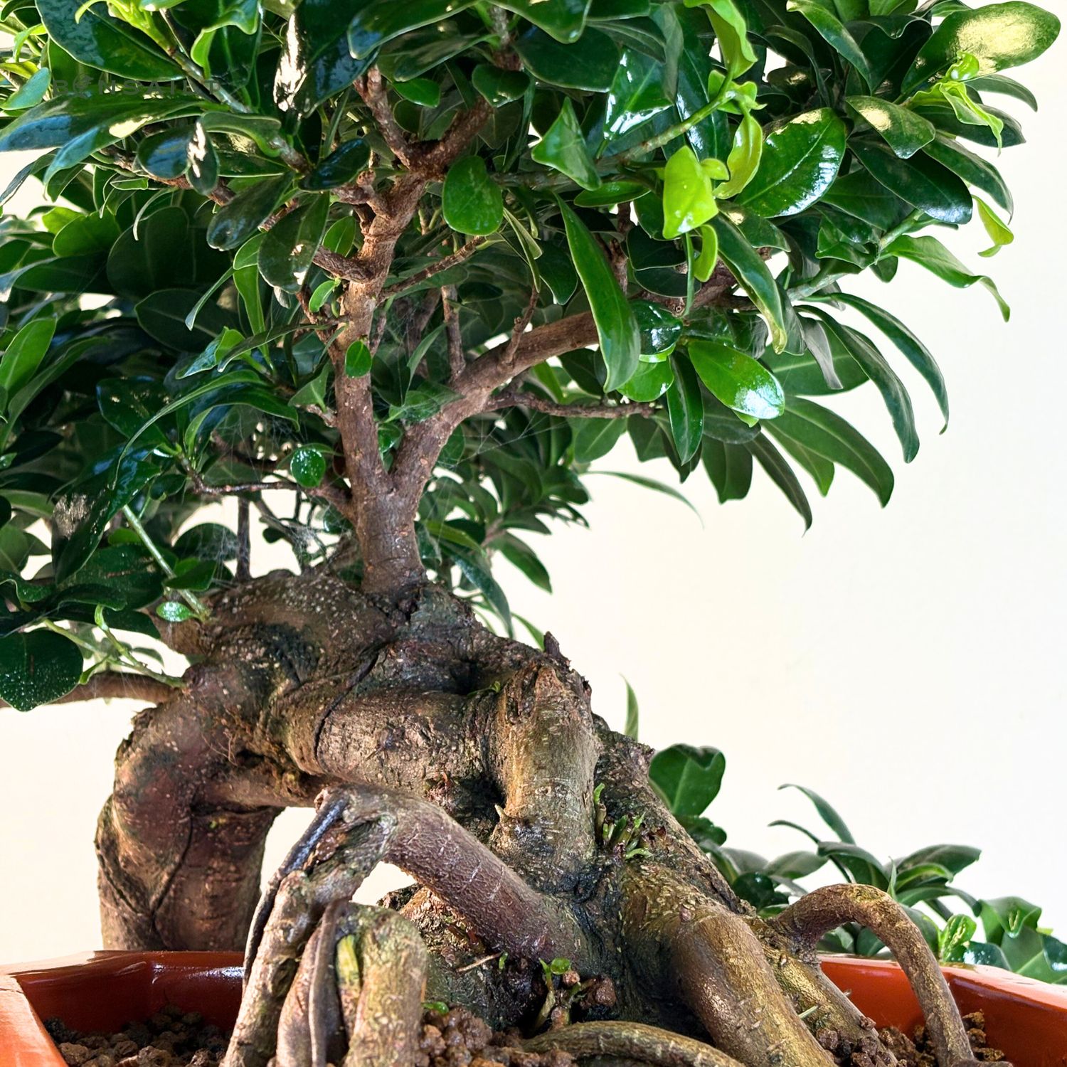 Ficus Bonsai Kaskade P26