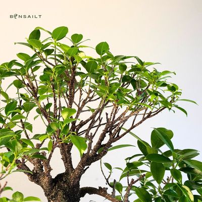 Ficus Bonsai P45 x3 wald
