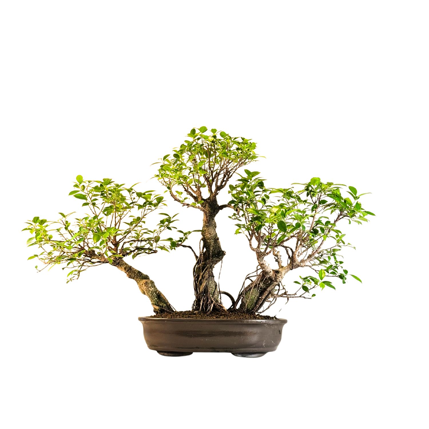 Ficus Bonsai P45  x3 wald KR002