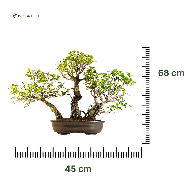 Ficus Bonsai P45 x3 wald