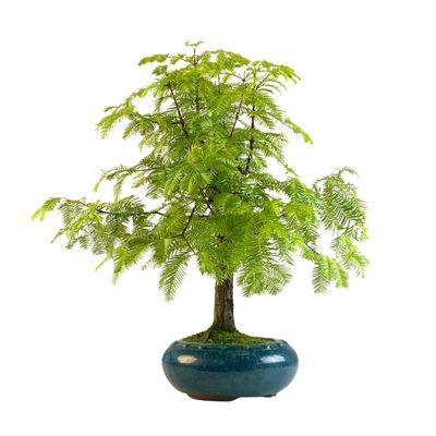 Metasequoia Bonsai  P20 MT01