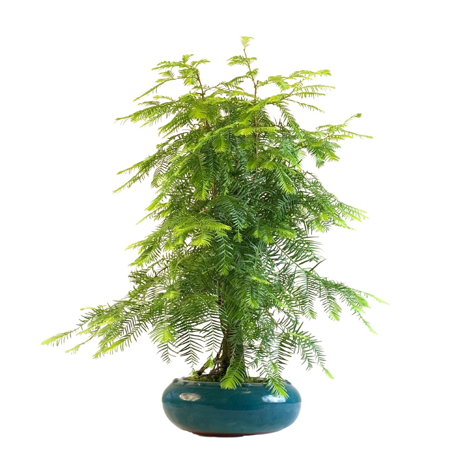 Metasequoia Bonsai  P20 MT04