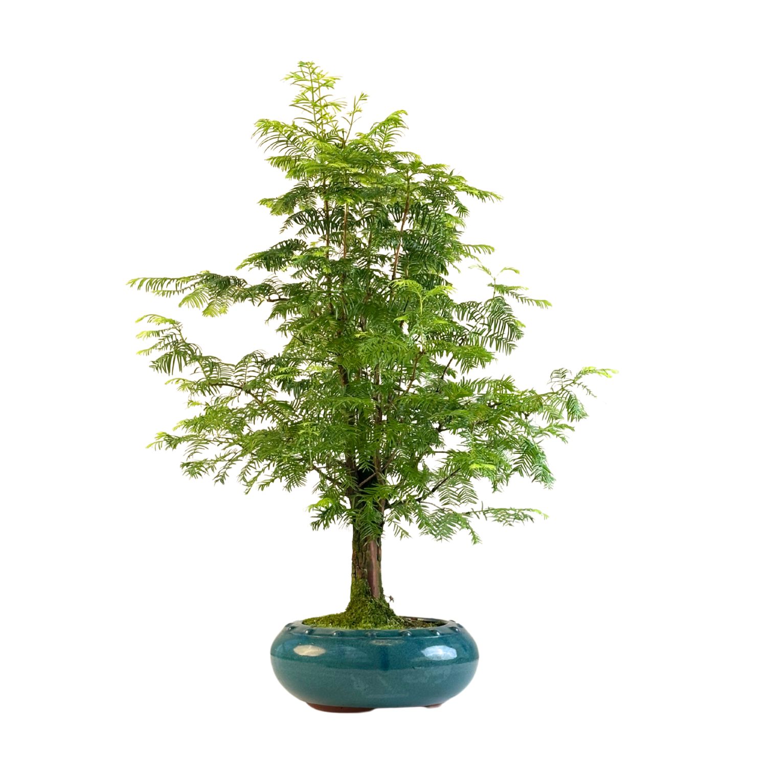 Metasequoia Bonsai  P20 MT05