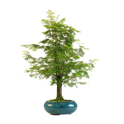 Metasequoia Bonsai  P20 MT05