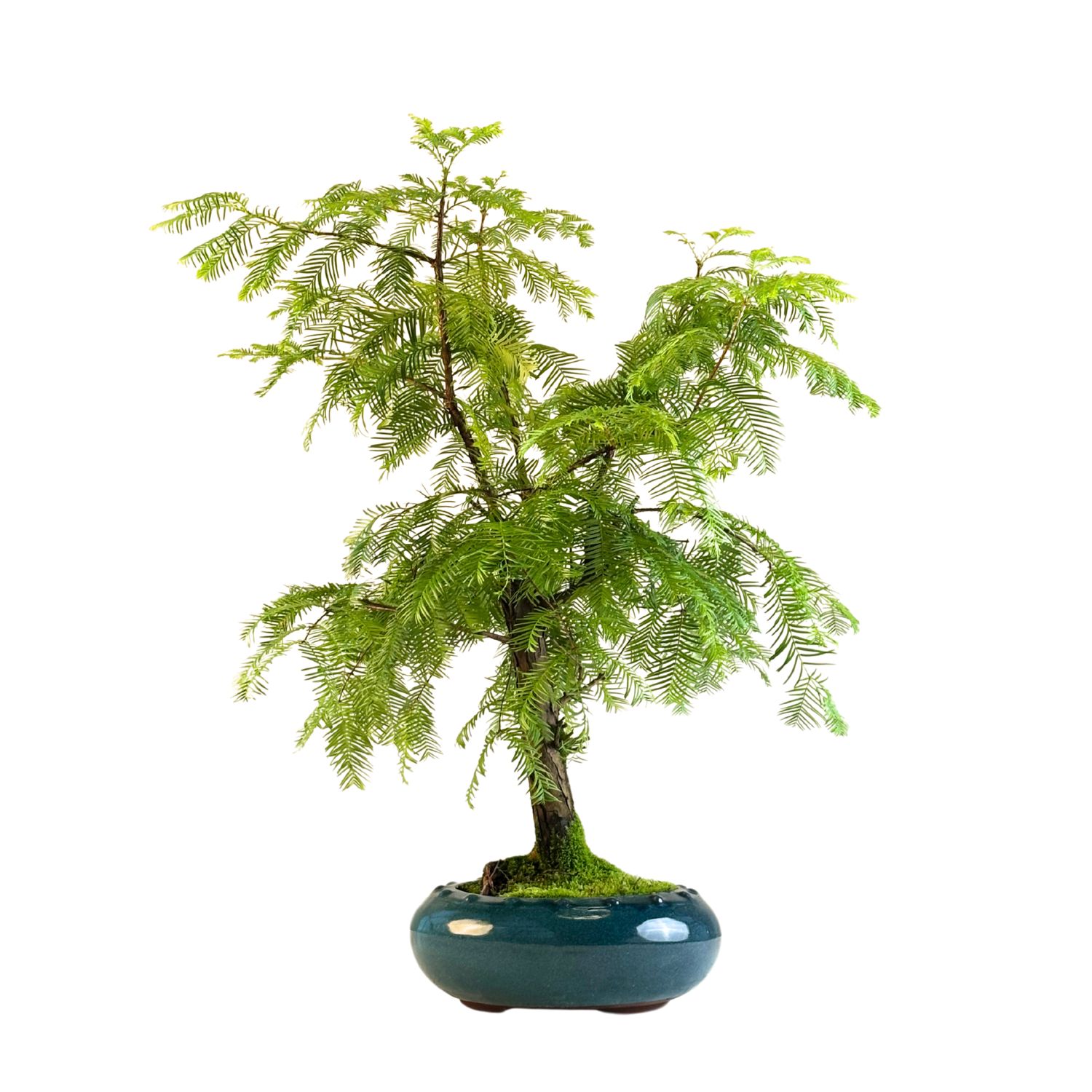 Metasequoia Bonsai  P20 MT02