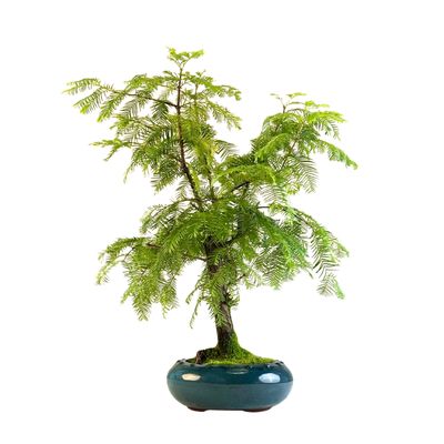 Metasequoia Bonsai  P20 MT02