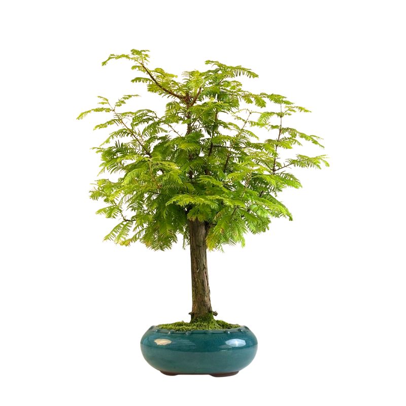 Metasequoia Bonsai  P20