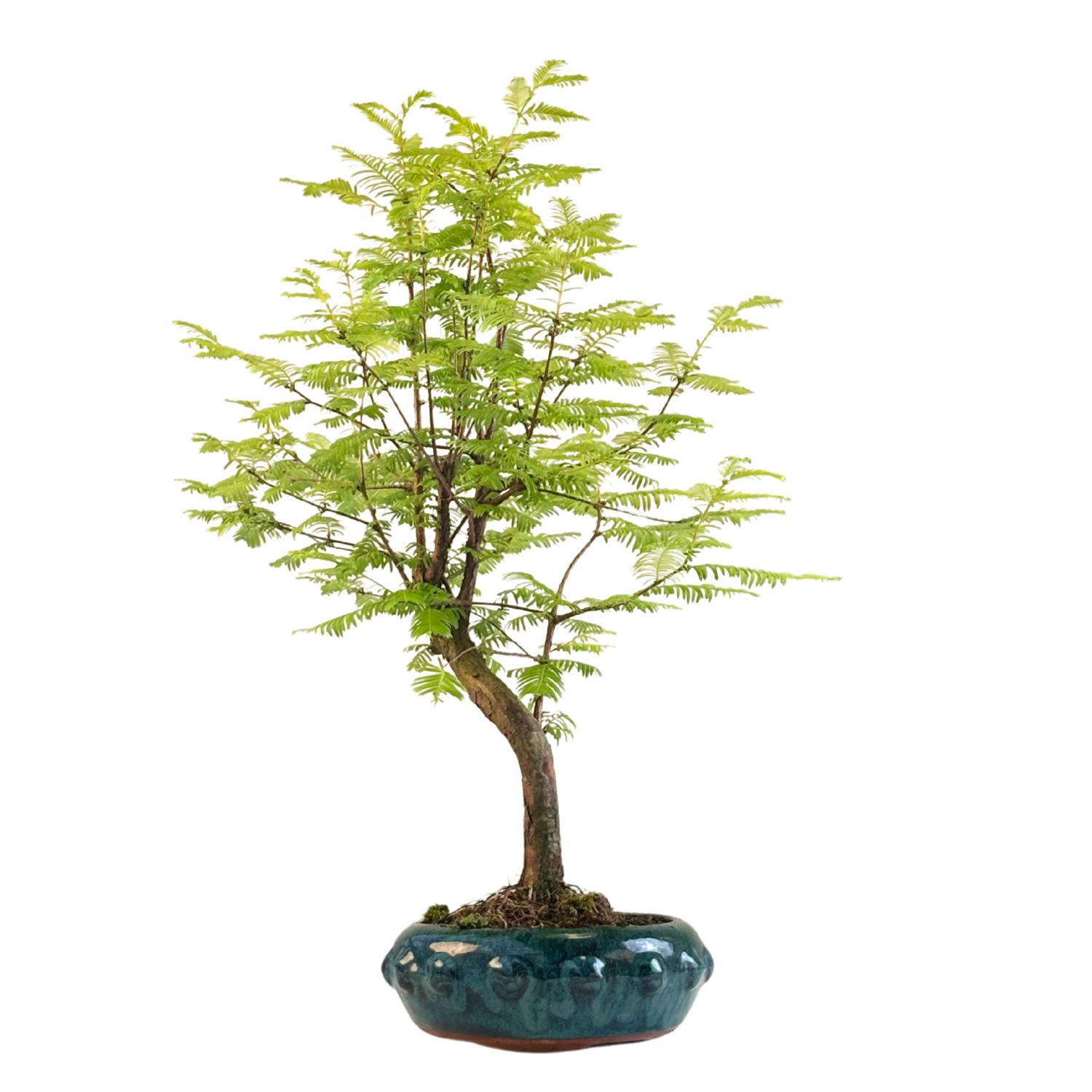 Metasequoia Bonsai  P18 MU05