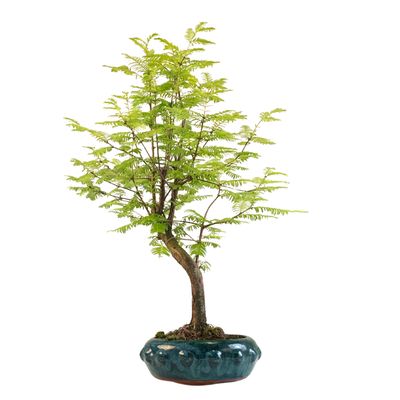 Metasequoia Bonsai  P18 MU05