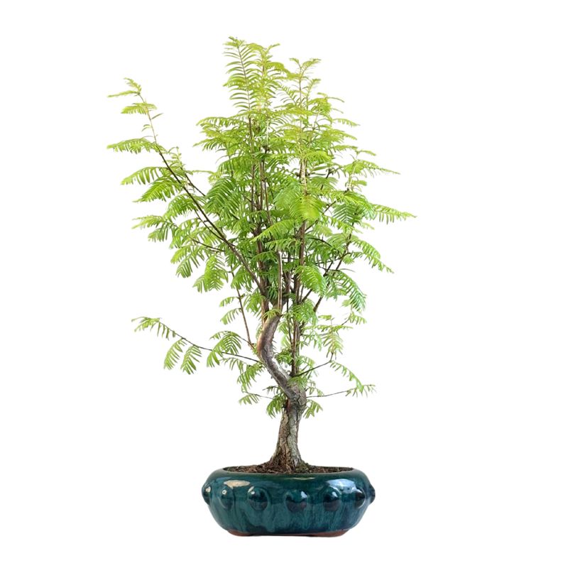 Metasequoia Bonsai  P20