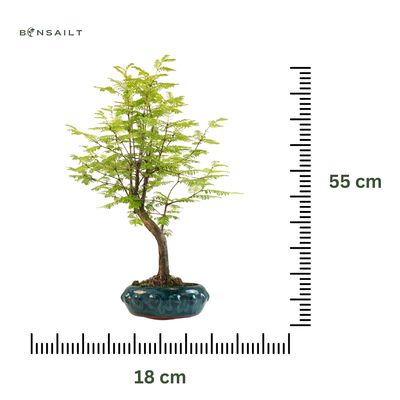 Metasequoia Bonsai  P18