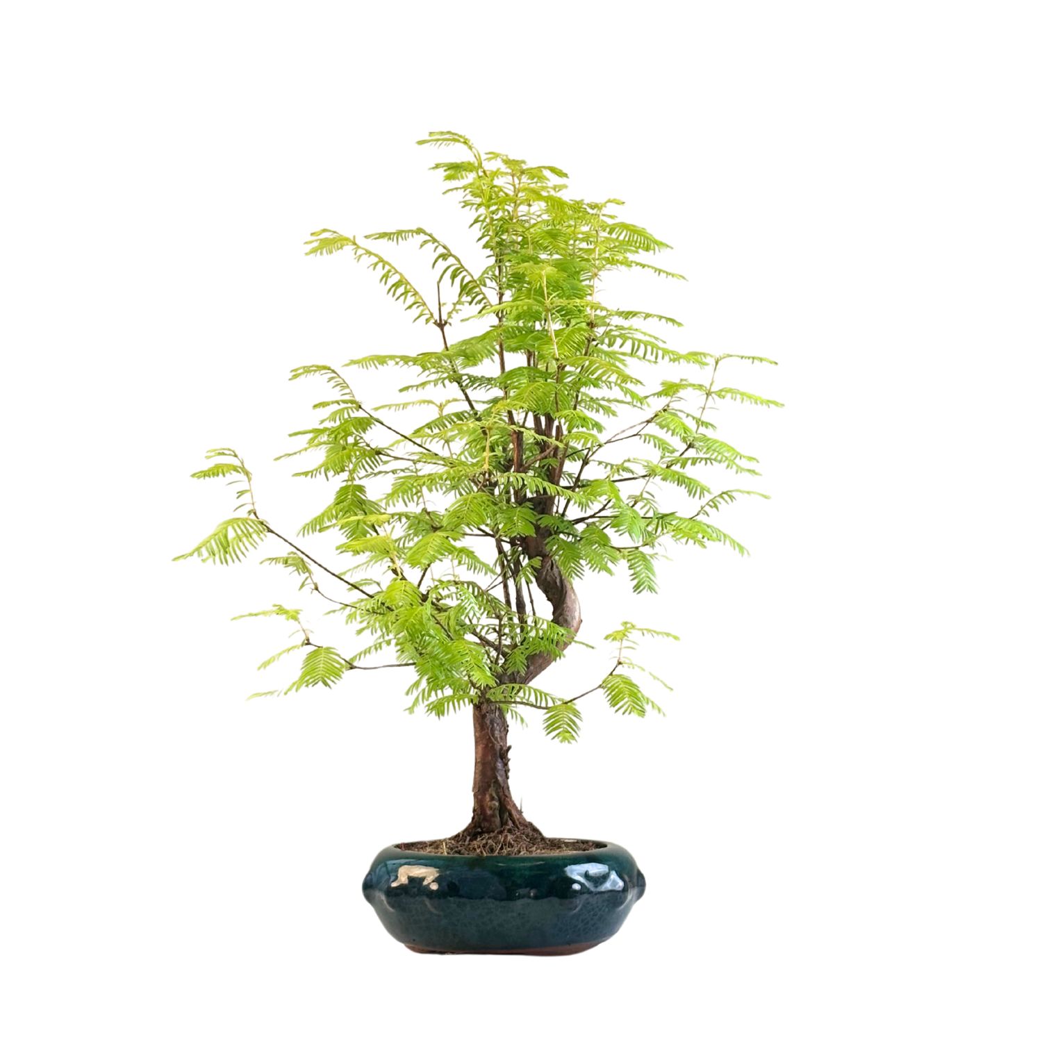 Metasequoia Bonsai  P18 MU06