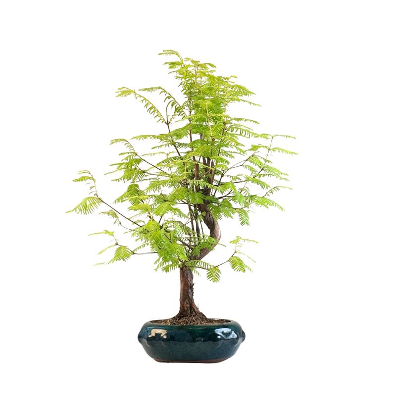 Metasequoia Bonsai  P18