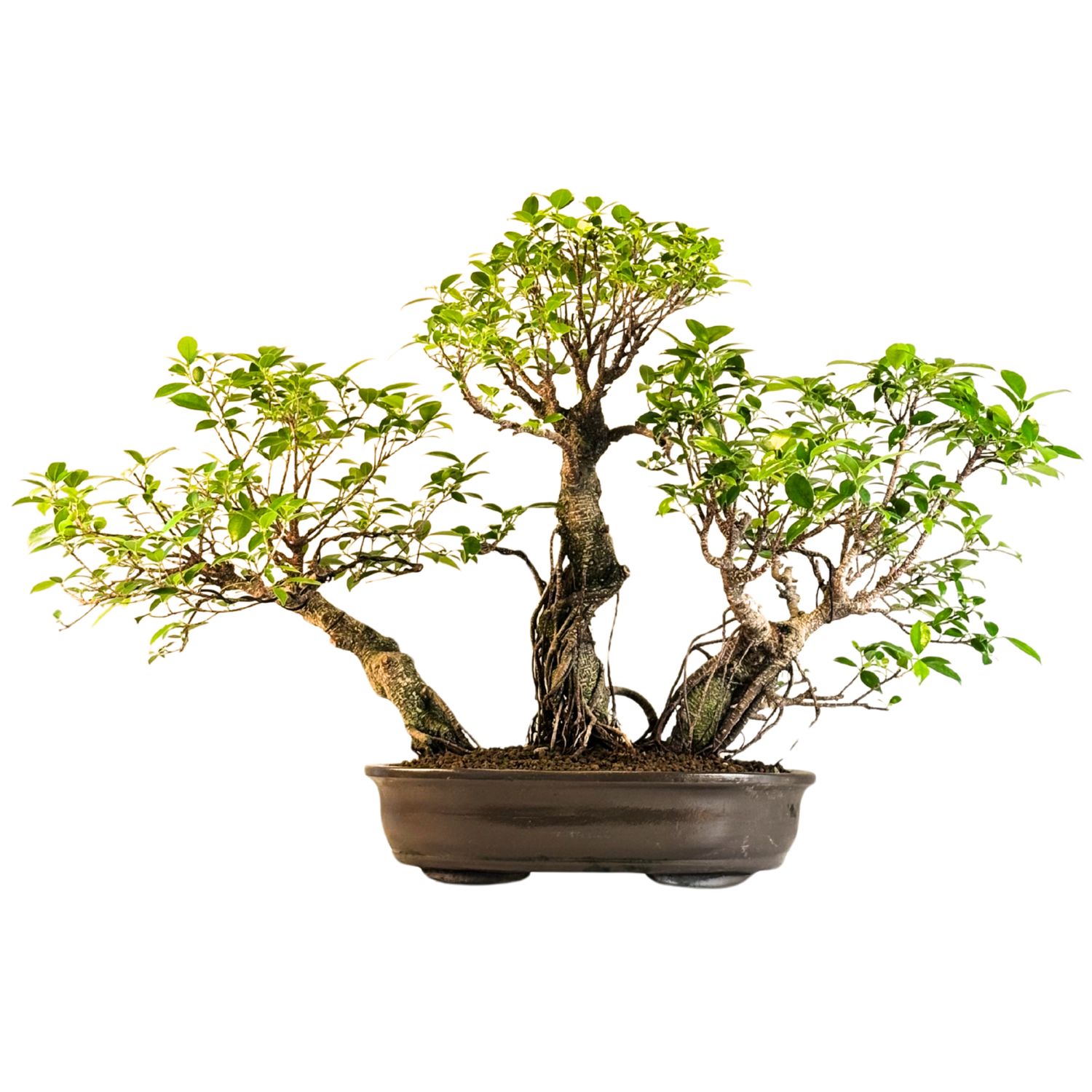 Ficus Bonsai P45  x3 wald