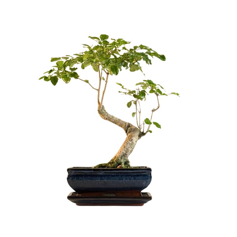 Ligustrum Bonsai P18 S  Litmited