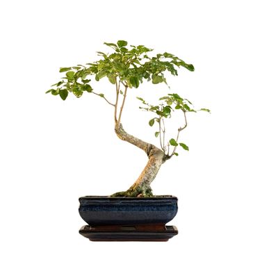 Ligustrum Bonsai P18 S  Litmited