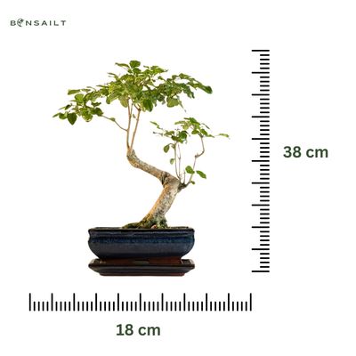 Ligustrum Bonsai P18 S  Litmited