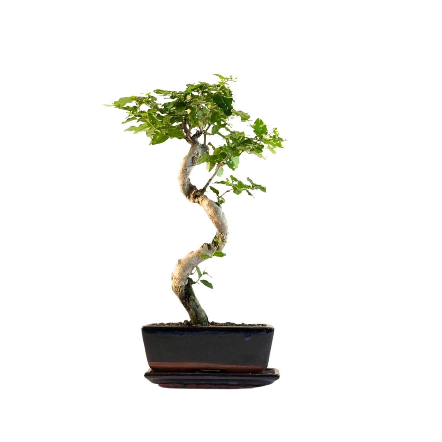 Ligustrum Bonsai P18 S