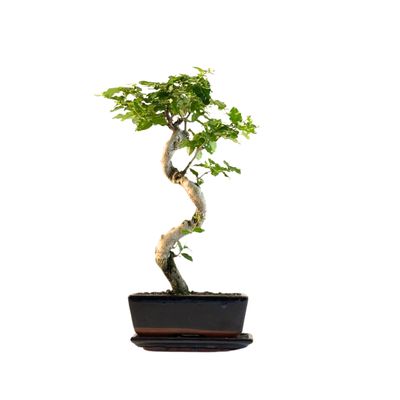 Ligustrum Bonsai P18 S