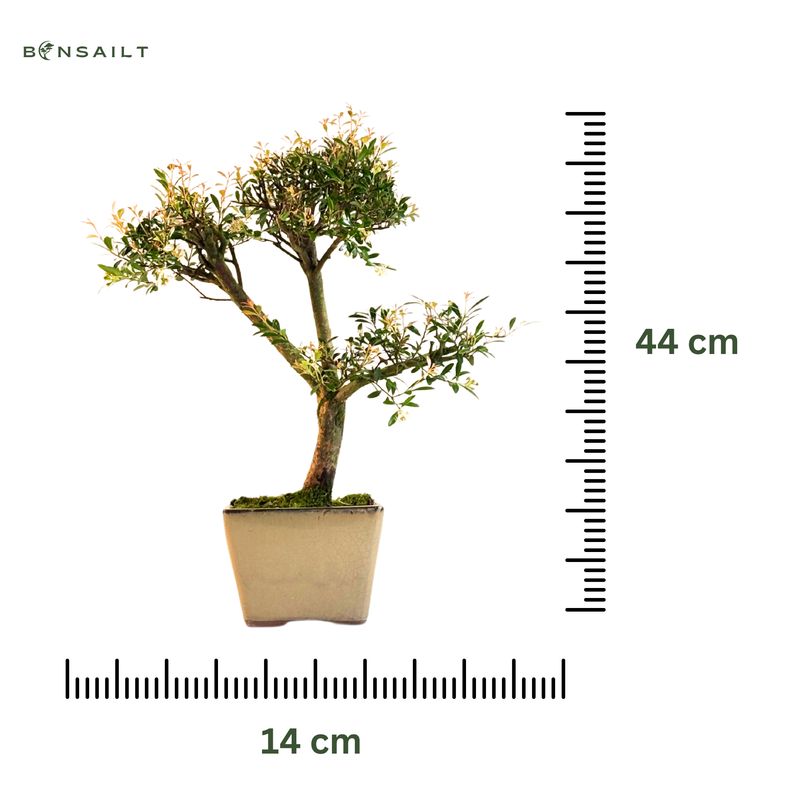 Syzygium Bonsai P14