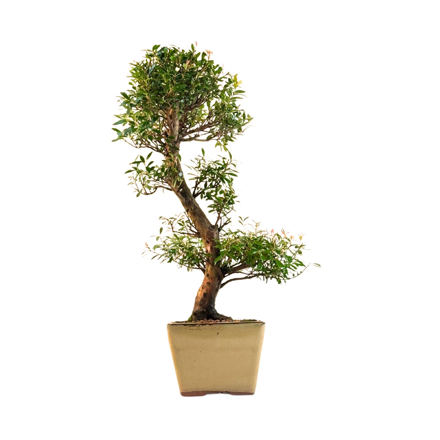 Syzygium Bonsai P14