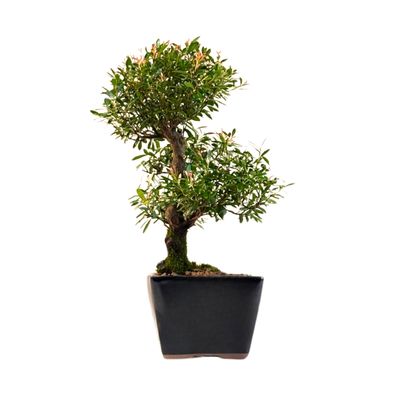 Syzygium Bonsai P14