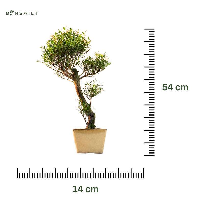 Syzygium Bonsai P14
