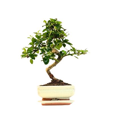 Fukien Teebaum Bonsai P15 S ( Carmona baum )