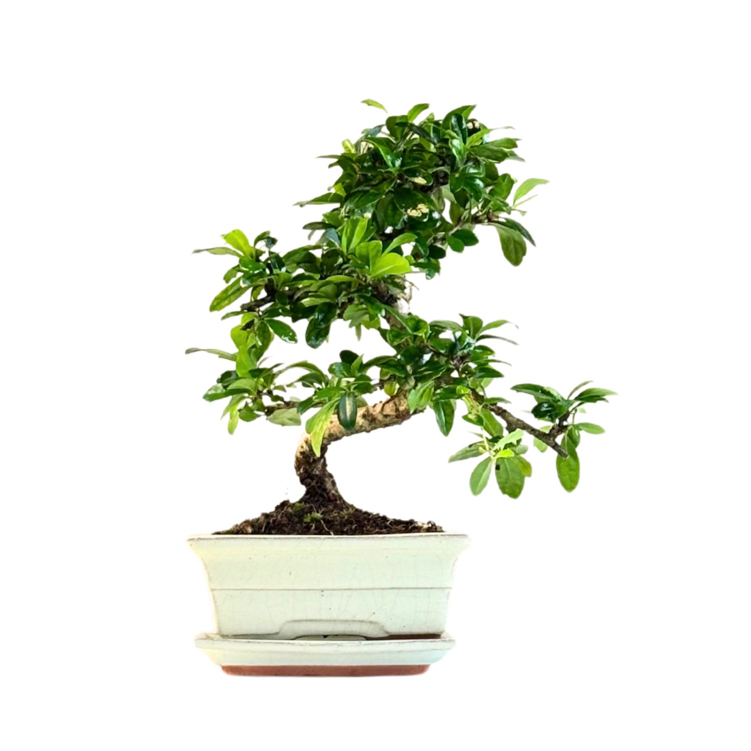 Fukien Teebaum Bonsai P15 S ( Carmona baum )