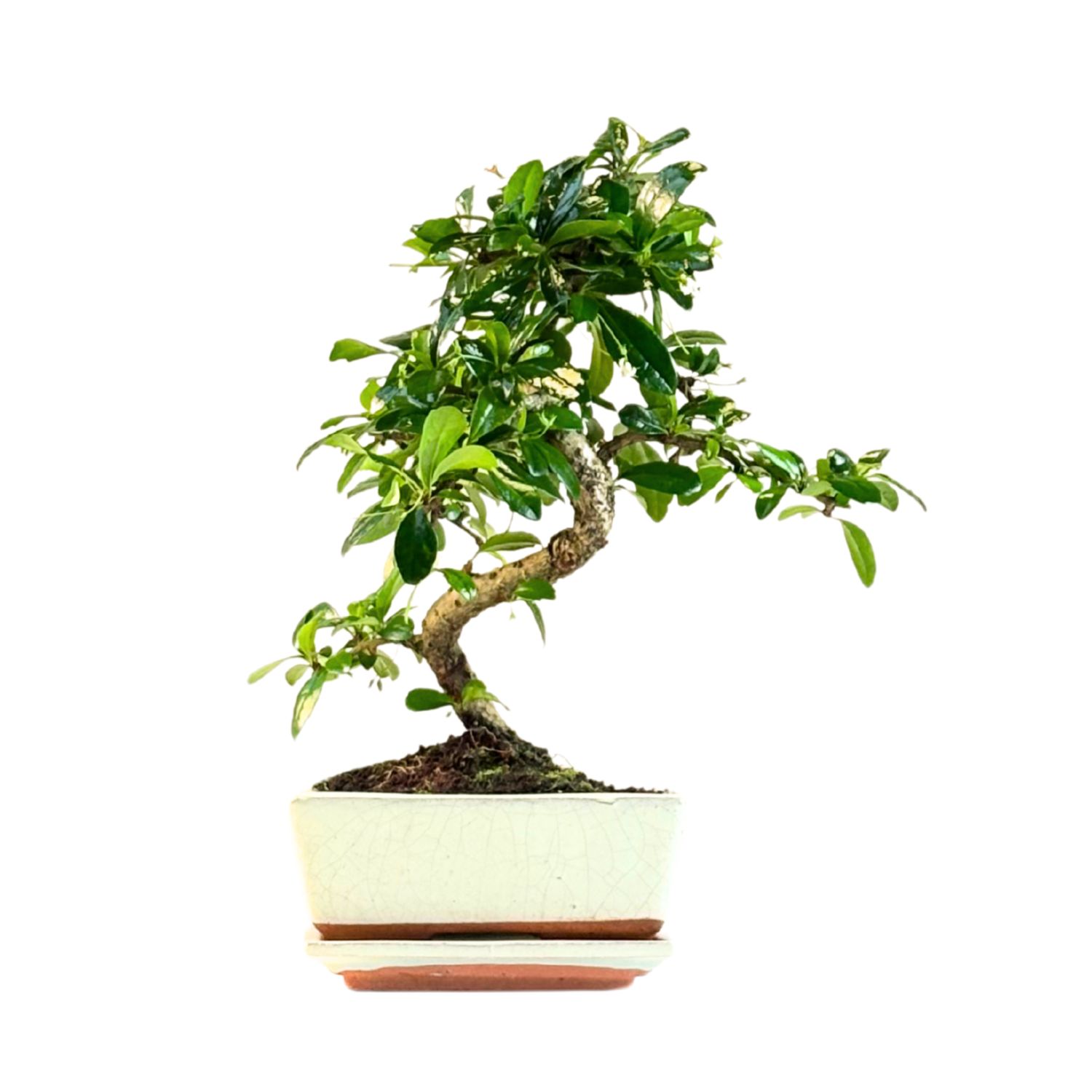 Fukien Teebaum Bonsai P15 S ( Carmona baum )