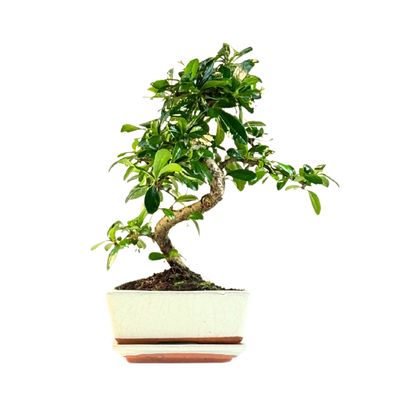 Fukien Teebaum Bonsai P15 S ( Carmona baum )