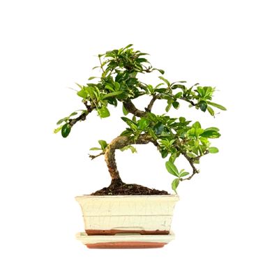 Fukien Teebaum Bonsai P15 S ( Carmona baum )
