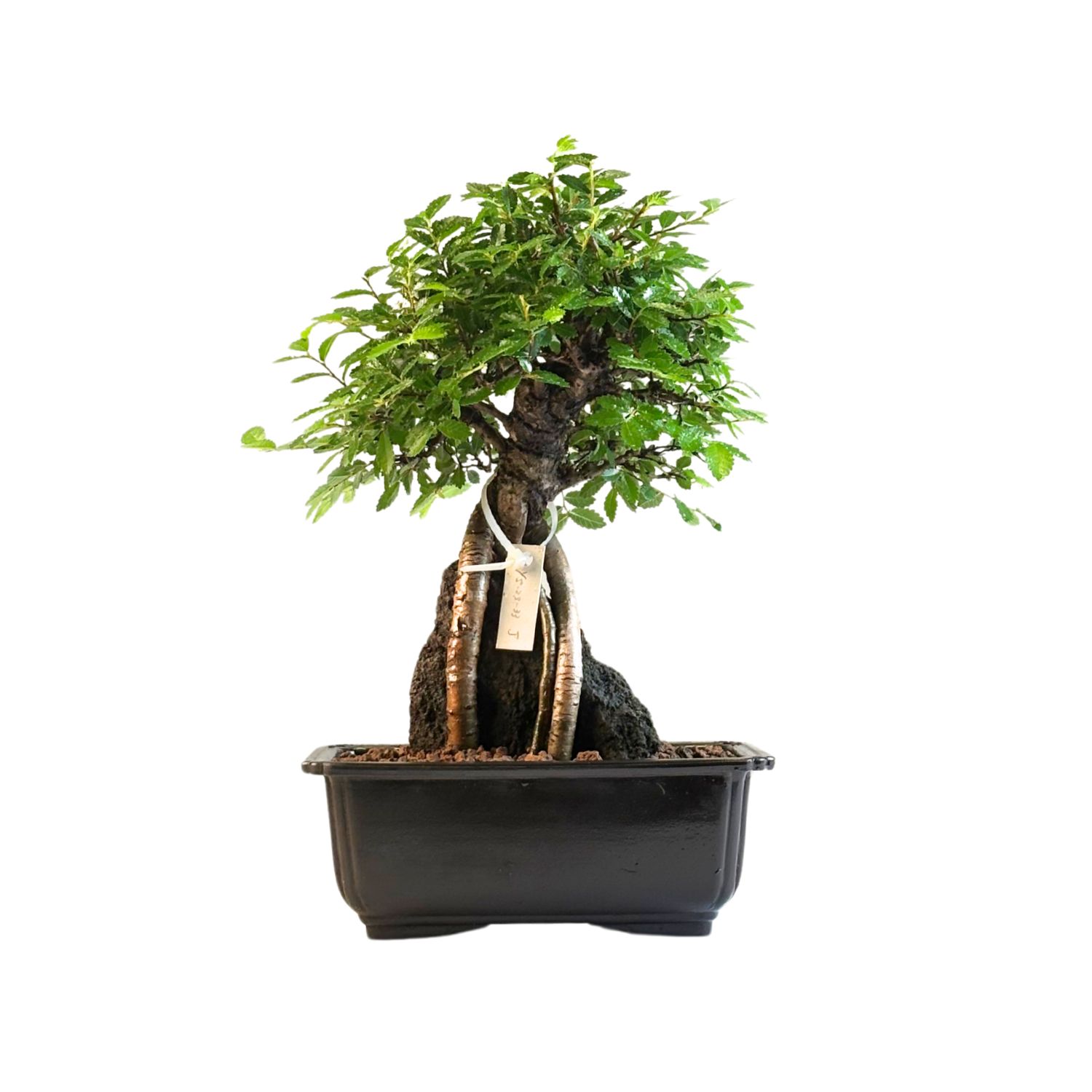 Ulmus parvifolia (Chinesische Ulme) Bonsai P18 GO5