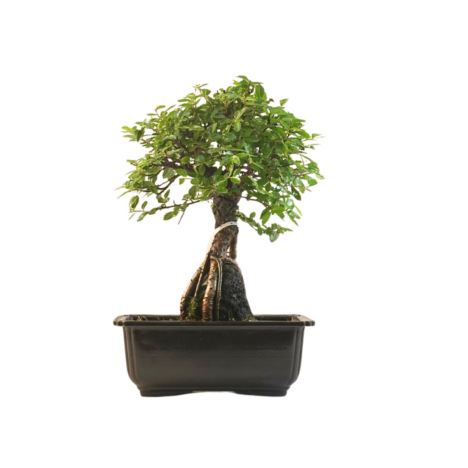 Ulmus parvifolia (Chinesische Ulme) Bonsai P18 GO10