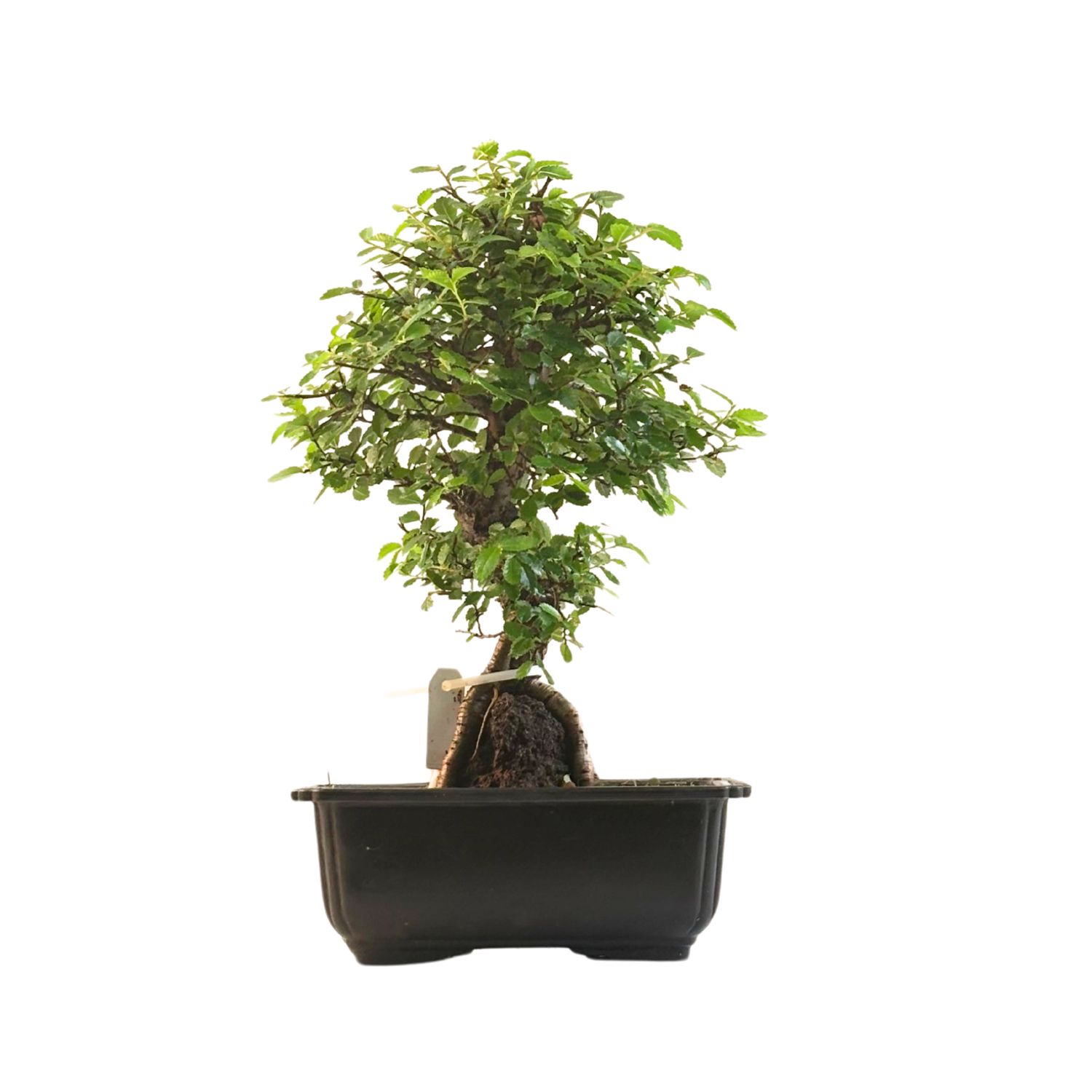 Ulmus parvifolia (Chinesische Ulme) Bonsai P18 GO8