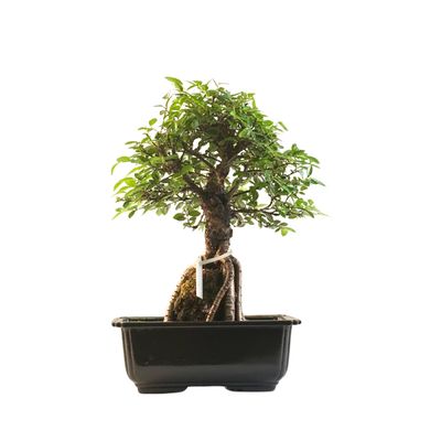 Ulmus parvifolia (Chinesische Ulme) Bonsai P18 GO9