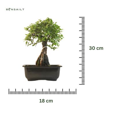 Ulmus parvifolia (Chinesische Ulme) Bonsai P18