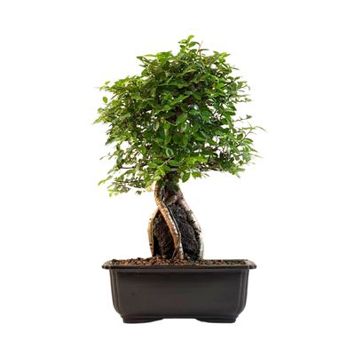 Ulmus parvifolia (Chinesische Ulme) Bonsai P18 GO14