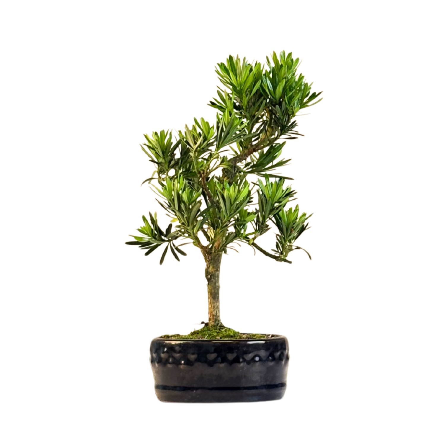 Podocarpus Bonsai  P12 &quot;Buddha-Kiefer&quot;  Podocarpus macrophyllus