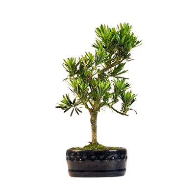 Podocarpus Bonsai  P12 &quot;Buddha-Kiefer&quot;  Podocarpus macrophyllus