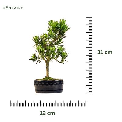 Podocarpus Bonsai  P12 &quot;Buddha-Kiefer&quot;  Podocarpus macrophyllus