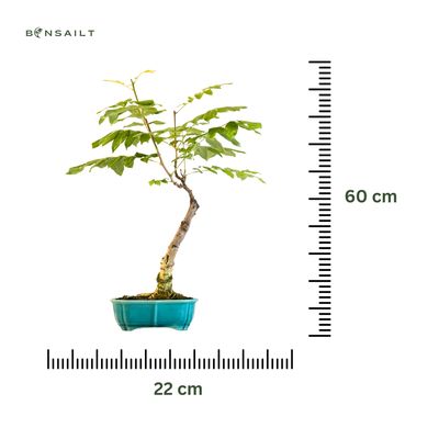 Jap. Blauregen bonsai - Wisteria P22